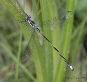 Lestes vigilax, male